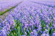 Veld met paarse hyacinten van Stefanie de Boer thumbnail