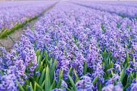 Field of purple Hyacints