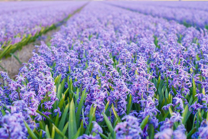 Veld met paarse hyacinten van Stefanie de Boer