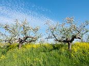 bloeiende appelbomen tussen geel koolzaad langs de appeldijk langs de Linge bij Tricht van anton havelaar thumbnail