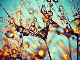 Cocktail de pissenlits sur Julia Delgado