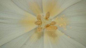 witte tulp met pastel gele meeldraden