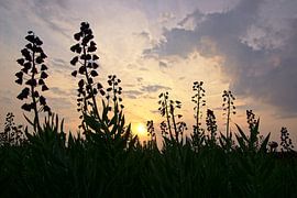 veld met bolbloemen in Norodwijk sur Dirk van Egmond
