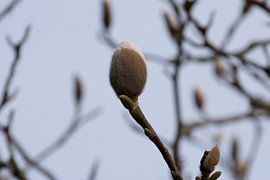 Spring has sprung van Ingrid de Vos - Boom