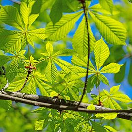 Chestnut leaves by Michael Schuppich