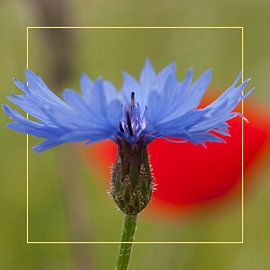 Kornblume mit Rahmen und Mohnhintergrund