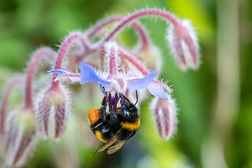 Bij hangend aan een bloem van Flatfield