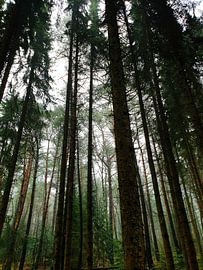 Autumn conifers by Susanne Pieren-Canisius