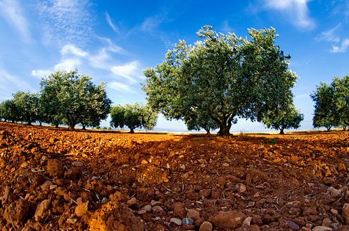 Terre d'oliviers