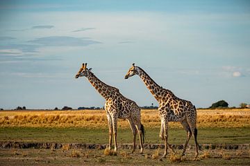Giraffen op de Chobe-rivier van Marco Schmierl