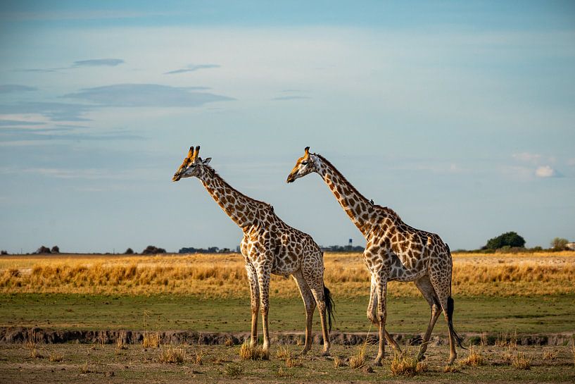Giraffes next to the Chobe River by Marco Schmierl
