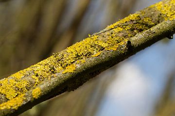 Mossen op een boomtak van rene marcel originals