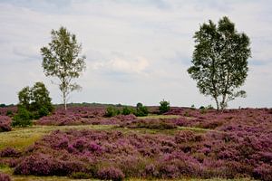 Berken op de bloeiende hei von Jim van Iterson