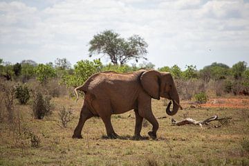 Herd of elephants in the savannah Kenya, Africa by Fotos by Jan Wehnert