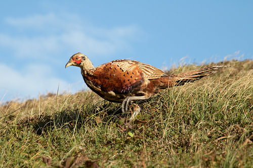 Faisan à Texel