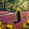 lune heathland van Kurt Krause