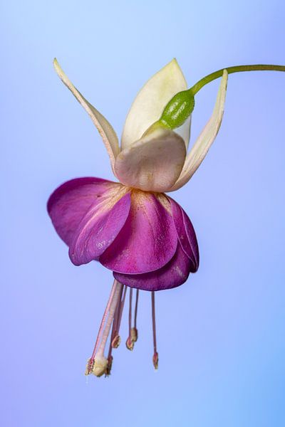 Fuchsie 1 von Pieter van Roijen