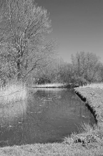 Wandeling door Biesbosch