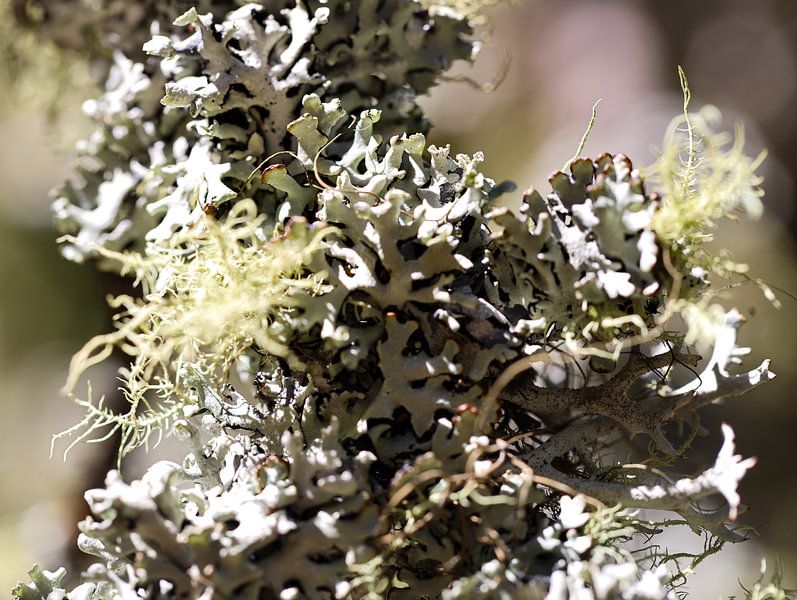 moss by Marieke Funke