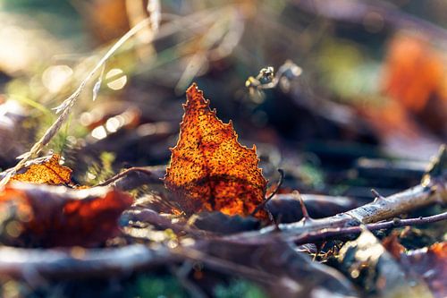 Atmospheric floodlight on autumn leaf
