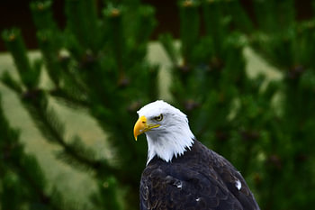 Majestätischer Weißkopfseeadler