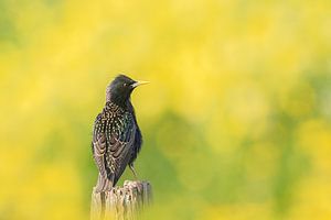 Starling in the flower field by Erwin Stevens