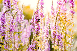 Blooming purple loosestrife in summer by Catrin Grabowski