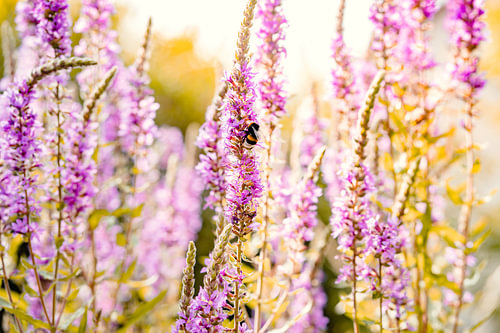 La salicaire en fleur en été