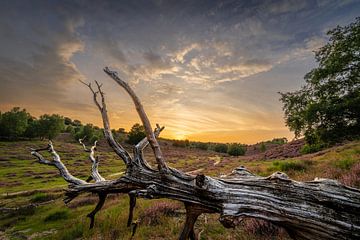 Heather sunset van John Goossens Photography