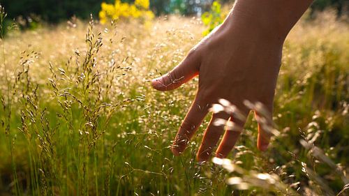 La main dans l'herbe