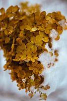 Gouden Hortensia in Sneeuw – Winterse Botanische Fotografie