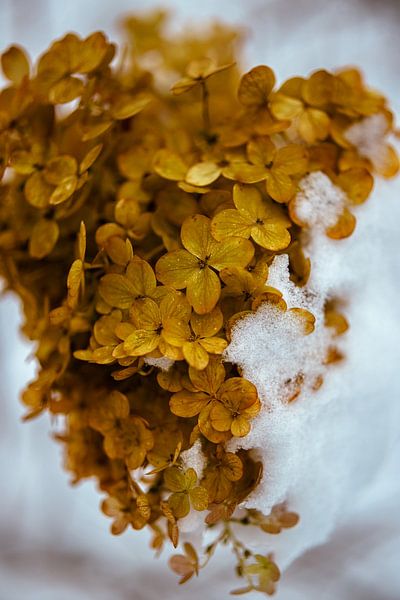 Goldene Hortensie im Schnee – Winterliche Botanik Fotokunst von Brave Toaster Photos