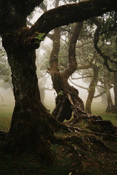 Mystischer Wald von Dian Schuurkamp