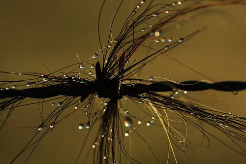 Macro druppels