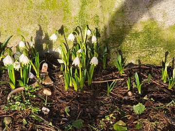 First signs of spring in the shade