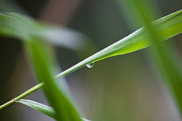 Grass II van Paul Oosterlaak