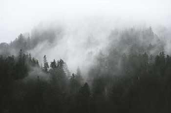 Grüner Wald im Nebel | Nadelbaumwald zwischen den Wolken | Fototapete