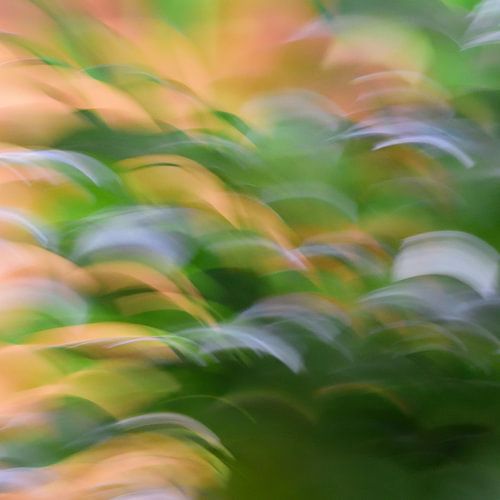 vert et jaune en mouvement 2