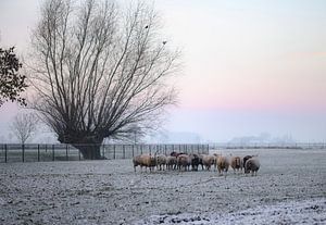 Schaf bei dem Baum