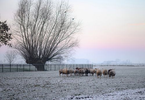 schapen bij de boom