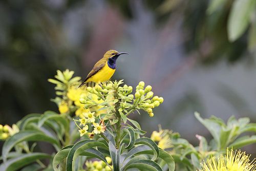 tuinzonnevogel (Cinnyris jugularis) Queensland, Australië