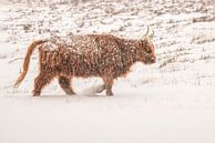 Schotse Hooglander in de sneeuw. van Albert Beukhof thumbnail