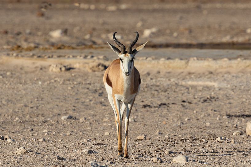 Springbok van GoWildGoNaturepictures
