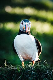 Puffin by Studio Graber