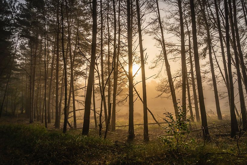 La forêt par Jolanda Bosselaar