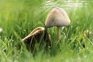 toads chairs in the grass (mushrooms) sur Yvonne Blokland