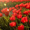 Tulipes sur Kyra Hoekema
