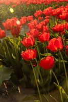 Tulpen