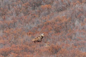 Moose in Canada by Dennis en Mariska