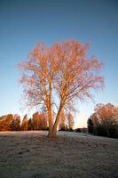 Arbre venteux dans la lumière ensoleillée du matin